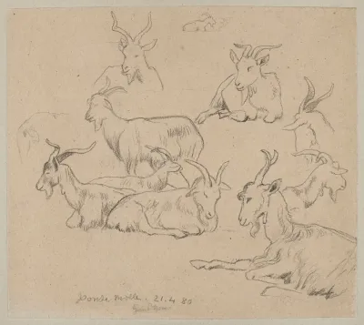 Studies Of Goats 2