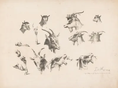 Studies Of Goats 3