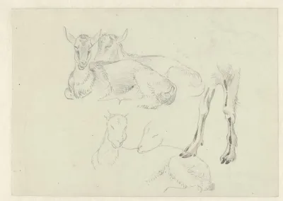 Studies Of Goats