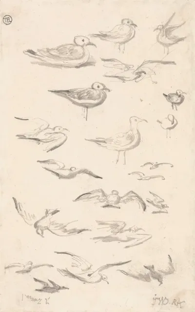 Studies Of Gulls