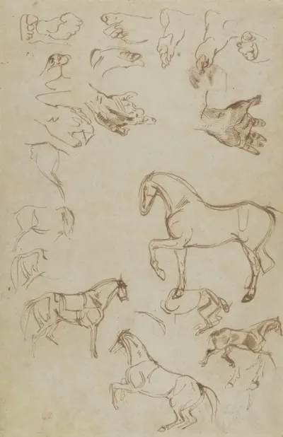 Studies Of Horses Hands And Feet