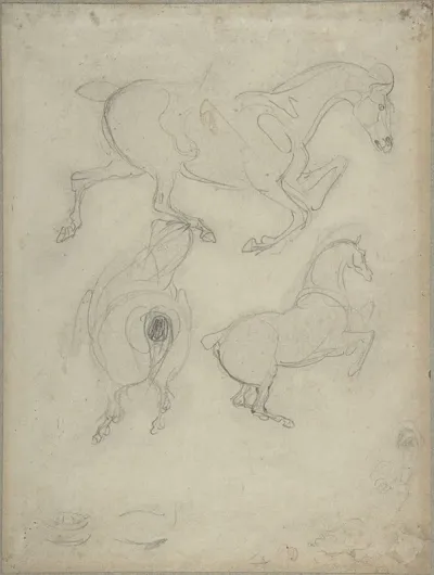 Studies Of Horses