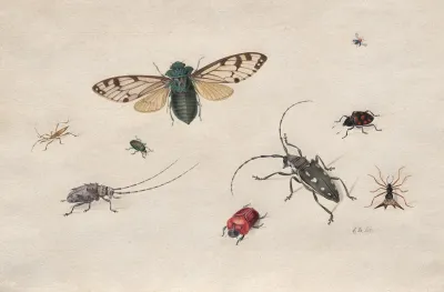 Studies Of Insects