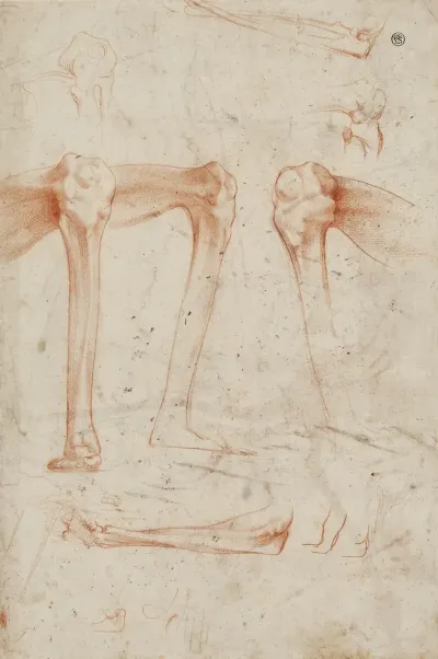 Studies Of Legs Knees And Arms