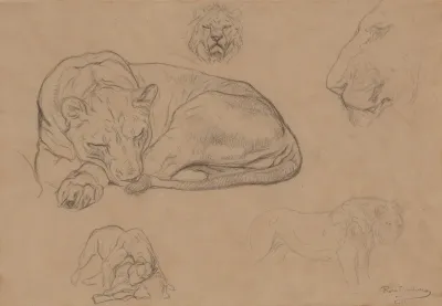 Studies Of Lions 3
