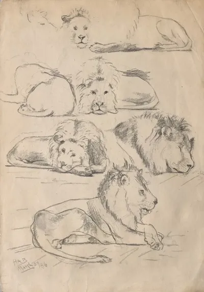 Studies Of Lions