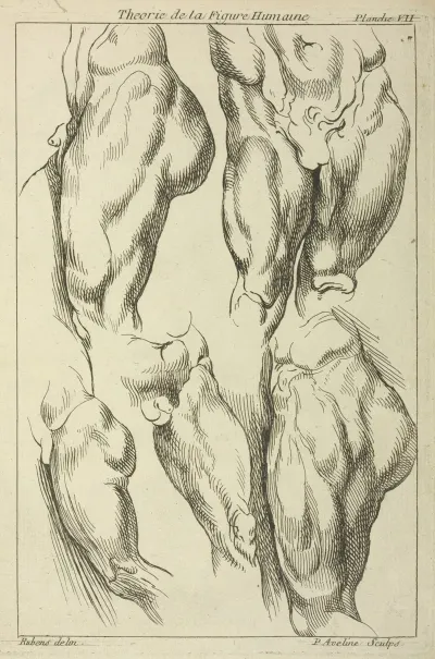 Studies Of Male Loins