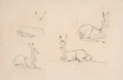 Studies Of Pallah Deer Resting