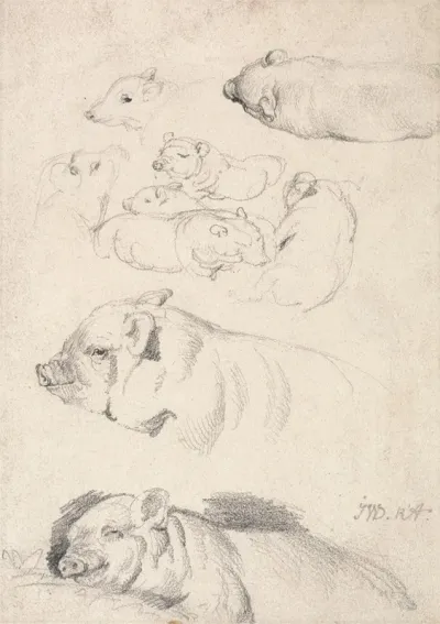 Studies Of Pigs