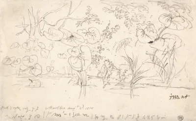 Studies Of Plants August 2 1815