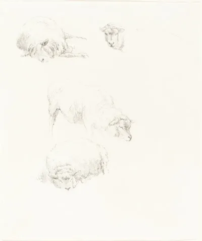 Studies Of Sheep 2