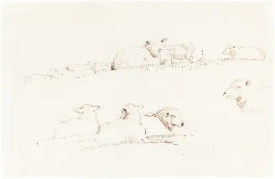 Studies Of Sheep In Pasture