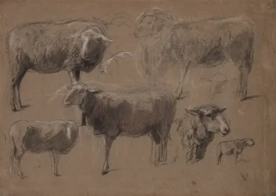 Studies Of Sheep