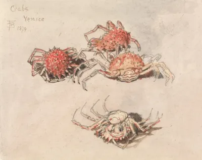 Studies Of Spider Crabs Venice