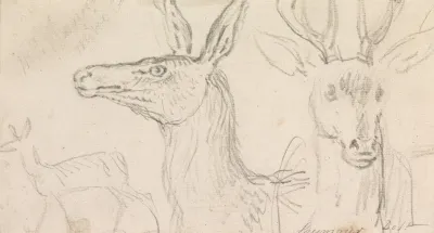 Studies Of Stags Heads