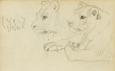 Studies Of The Head And Forelegs Of A Lioness