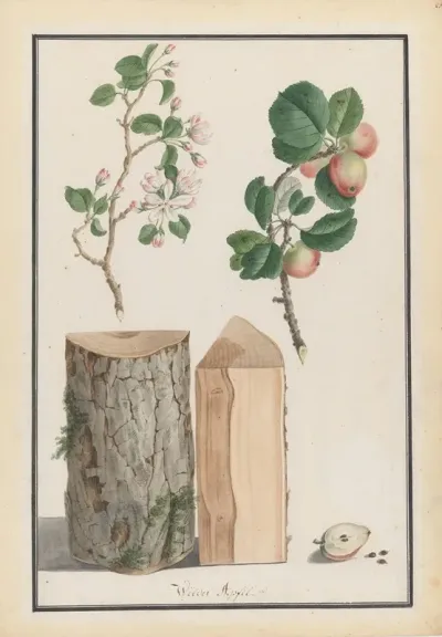 Studies Of The Trunk Blossoms And Fruit Of A Wild Apple Tree Malus Sylvestris