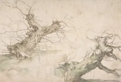 Studies Of Two Pollard Willows