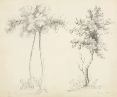 Studies Of Upas And Maple Trees