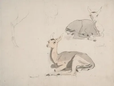 Studies Of Young Pallah Deer Resting