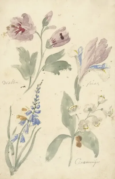 Studies Van Bloemen Waaronder Een Iris