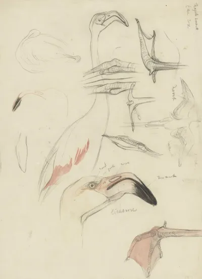 Studies Van Een Flamingo