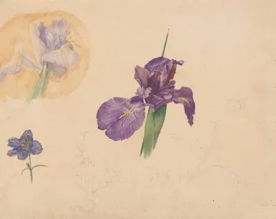 Studies Van Een Iris En Ridderspoor
