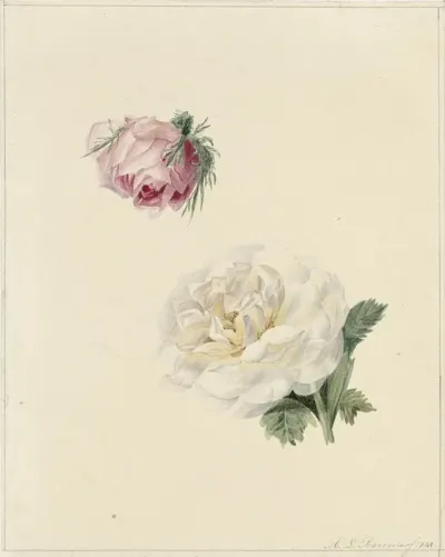 Studies Van Een Roze En Een Witte Roos