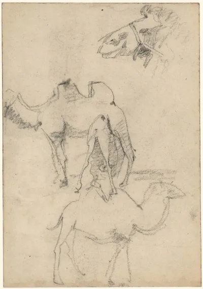Studies Van Kamelen