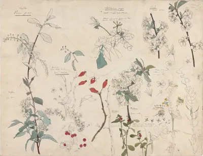 Studies Van Planten 2