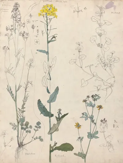 Studies Van Planten