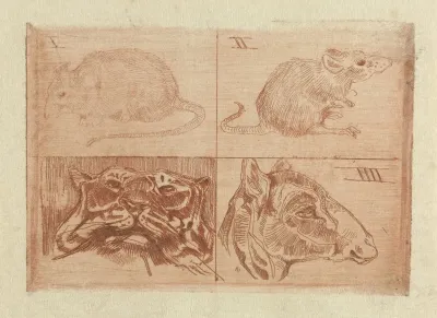 Studies Van Twee Muizen Een Tijgerkop En Een Kop Van Een Kameel