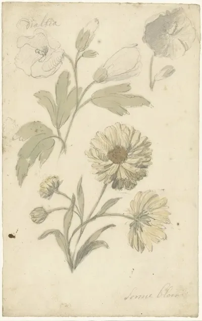 Studies Van Zonnebloemen En Dialtia