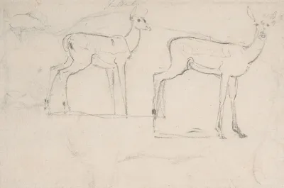 Study For Two Standing Pallah Deer