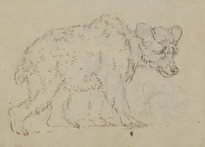 Study Of A Bear 2