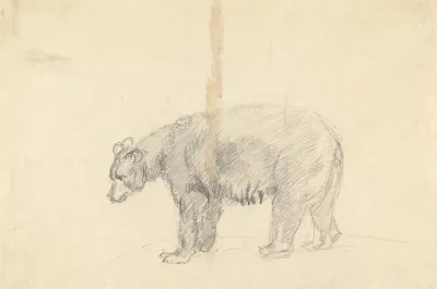 Study Of A Bear