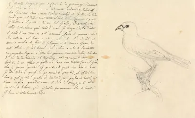 Study Of A Bird