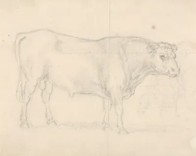 Study Of A Bull 2