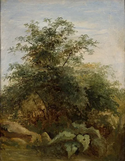 Study Of A Bush Plants And Rocks Next To The Lake Nemi