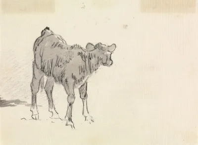 Study Of A Calf 2