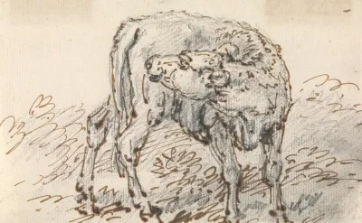 Study Of A Calf 3