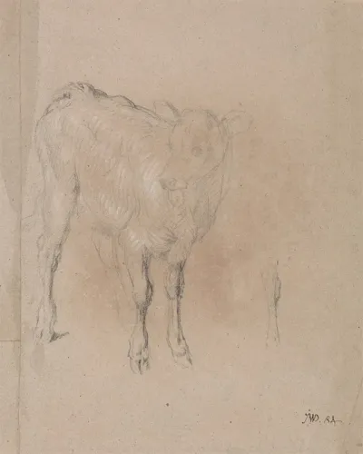 Study Of A Calf