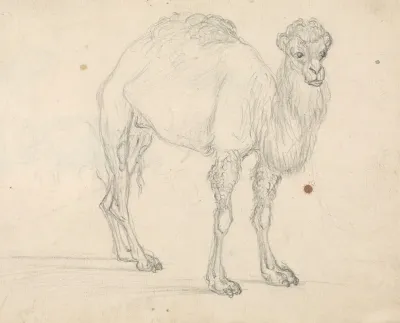 Study Of A Camel Facing Right