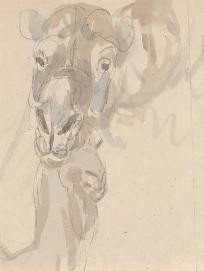 Study Of A Camels Head