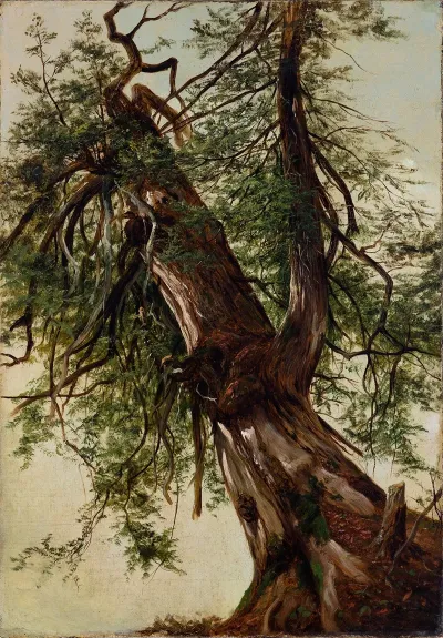 Study Of A Cedar