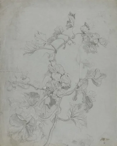 Study Of A Climbing Plant Pumpkin Family