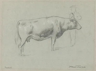 Study Of A Cow 8