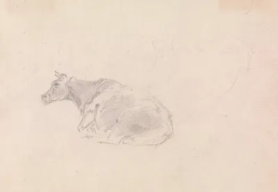 Study Of A Cow Lying Down