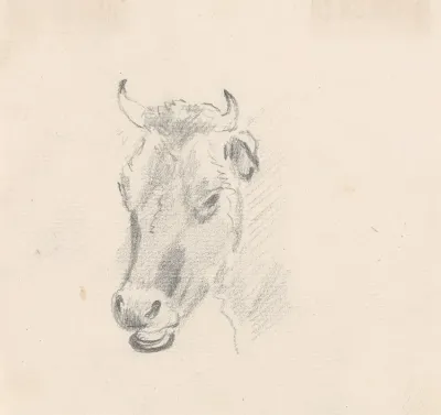 Study Of A Cows Head