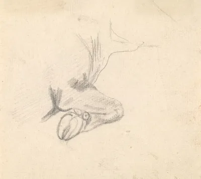 Study Of A Cows Hoof
